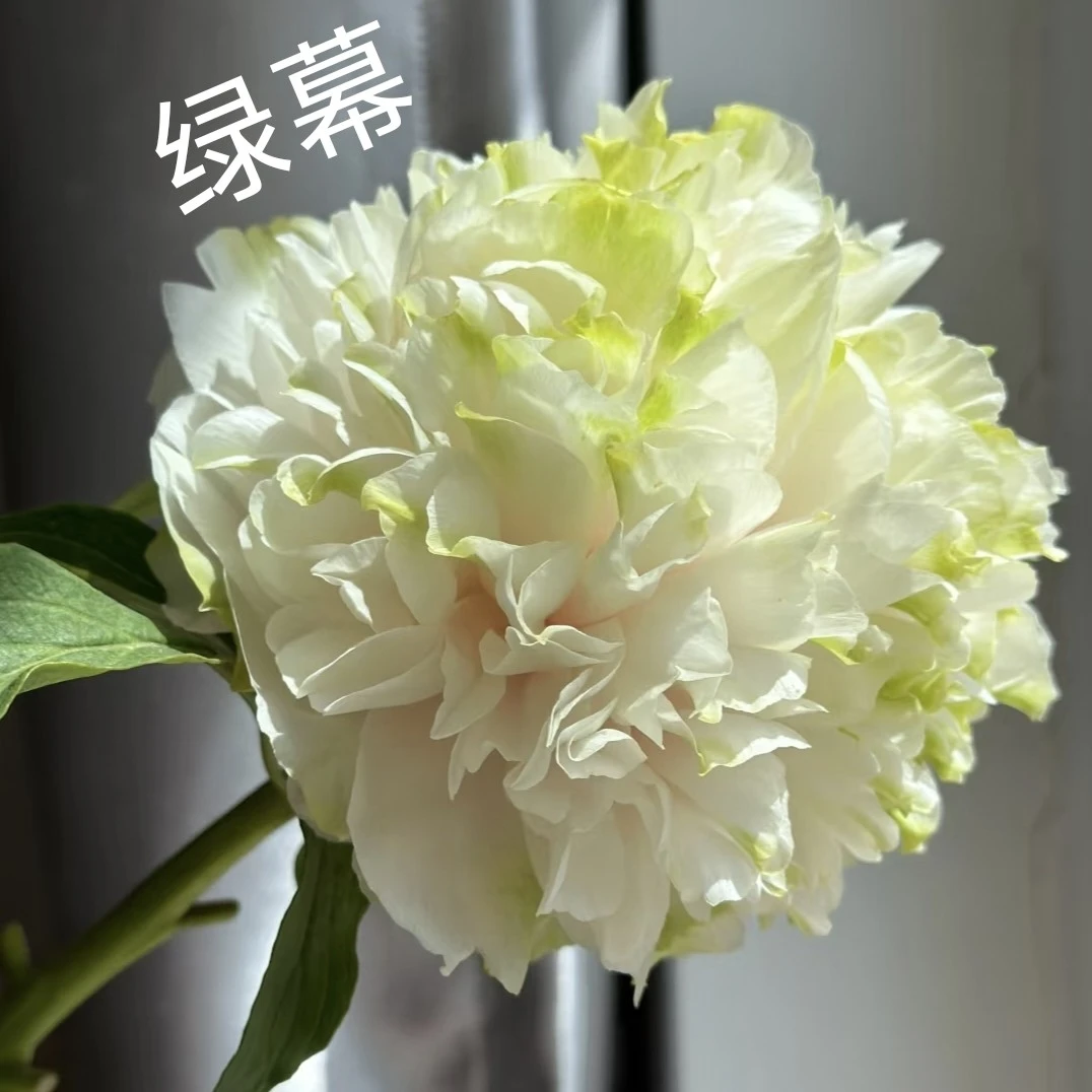 ［绿幕］牡丹苗  盆栽地栽  菏泽基地直发