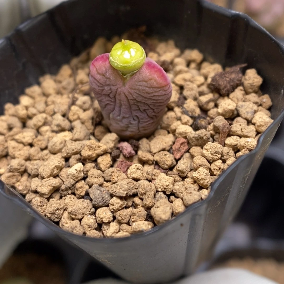 多肉植物肉锥杂交K-3492 粉将杂 磨砂 缺水福利