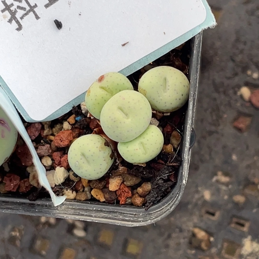 小***朵15-146肉锥多肉植物