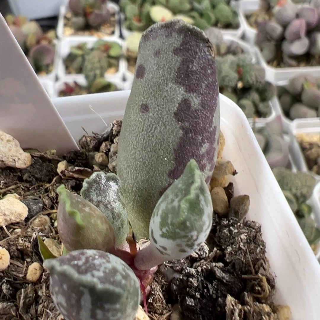 w紫斑海豹多肉植物水泡