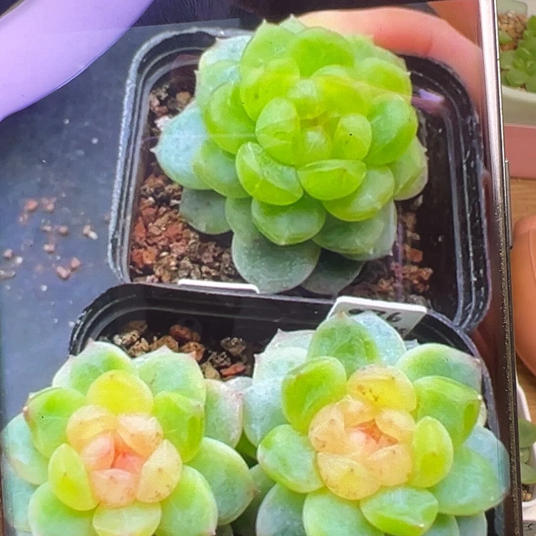 Ｐ76甜心状态图。
