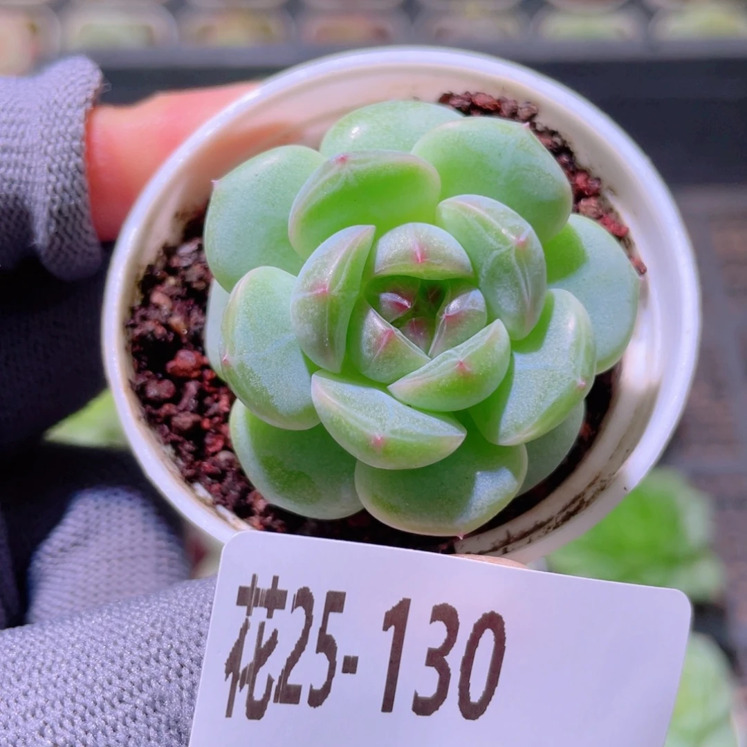 花利美25-130柔光