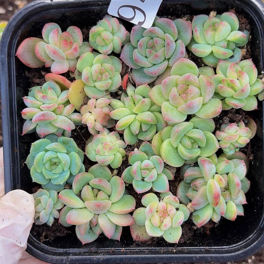 多肉植物多肉植物942