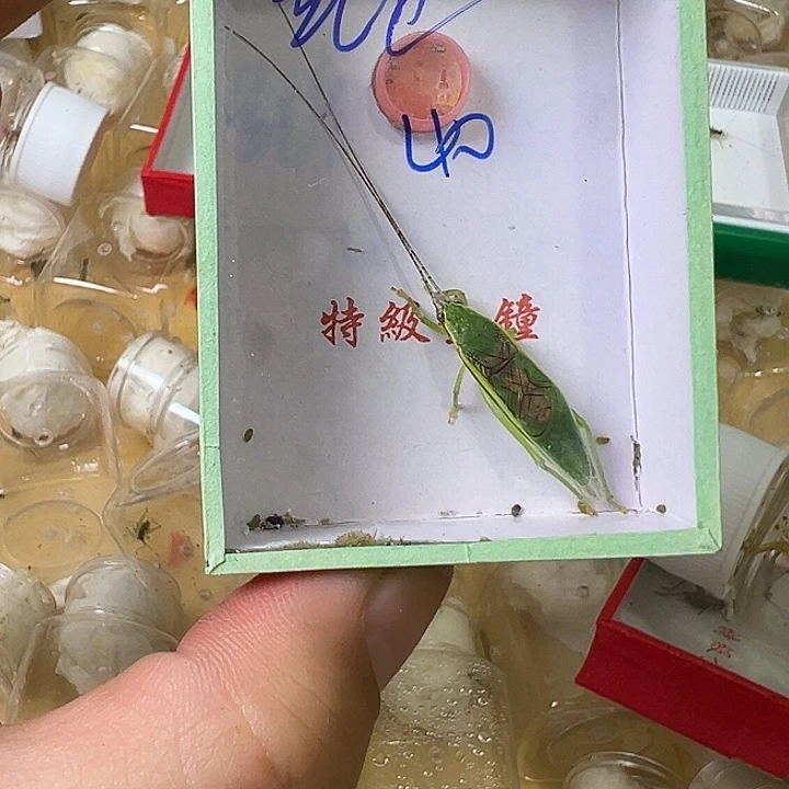 红***点哈哈哈哈哈哈哈哈哈姐姐