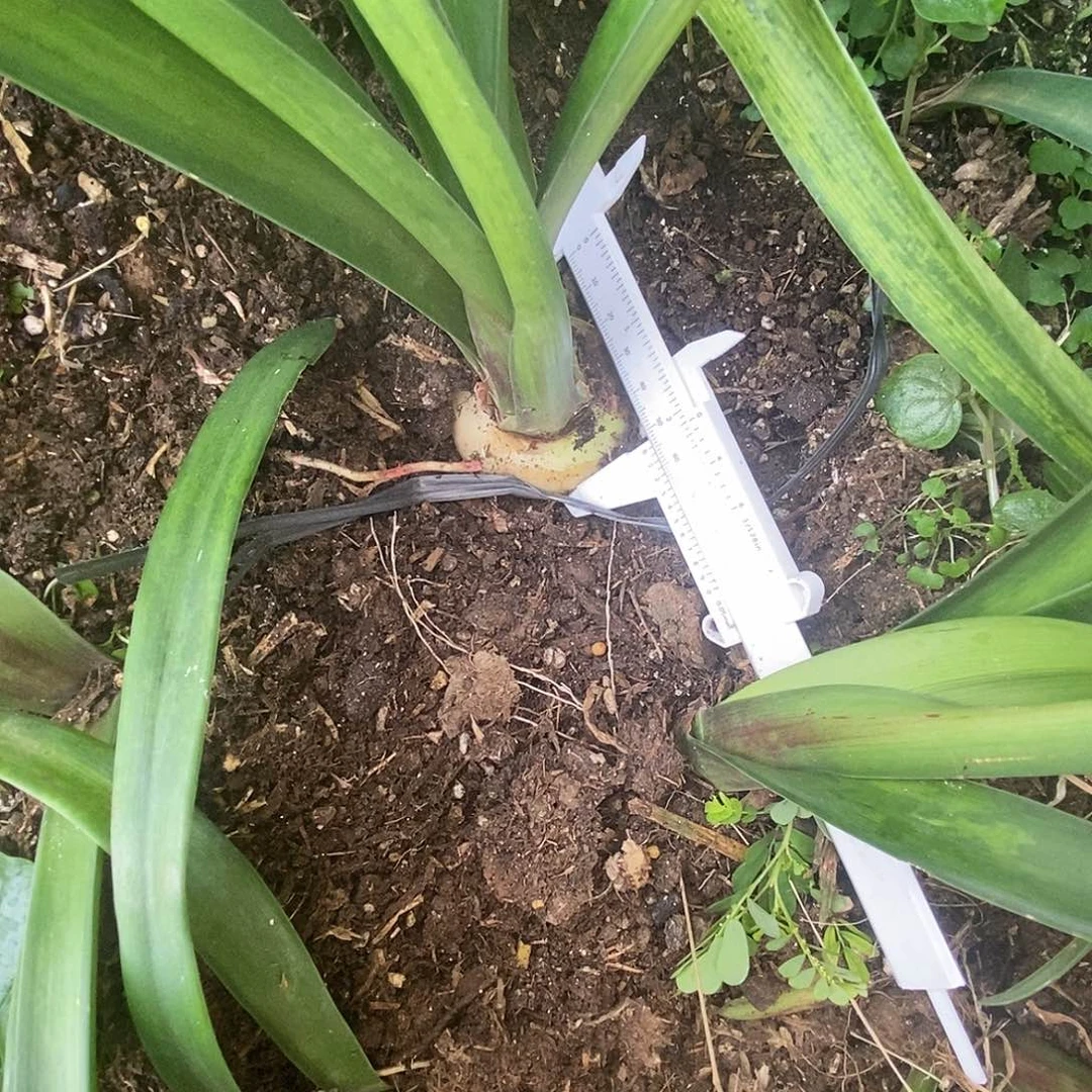 S孤挺花园 绿茶5cm