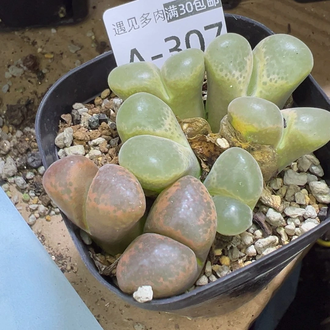 多肉植物111111111111