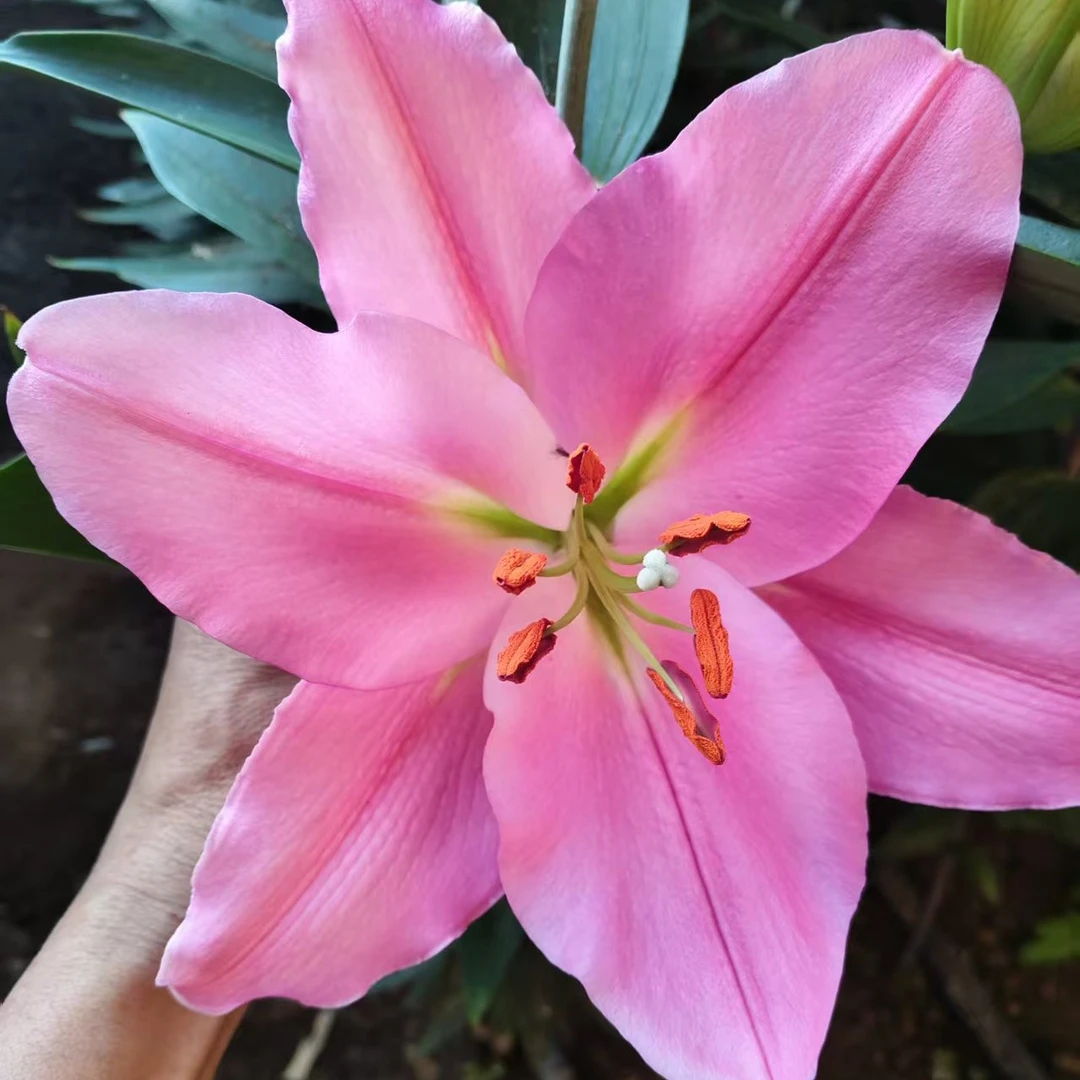 克洛瑟(香水百合)大花苞粉色单瓣香水百合花基地直发10支水培家居