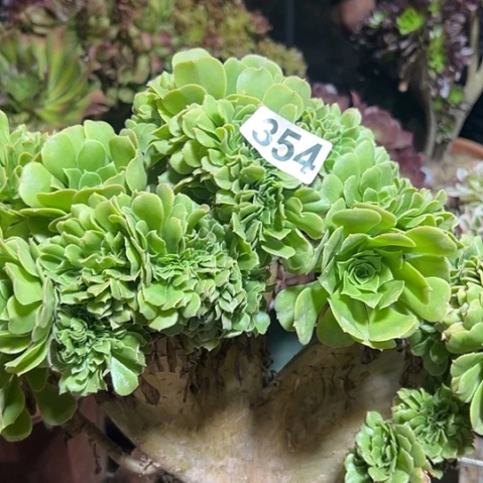 用***5多肉植物一个绿玫瑰354