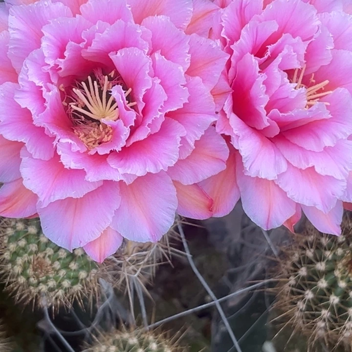 清清3-52根仙人球瑕疵