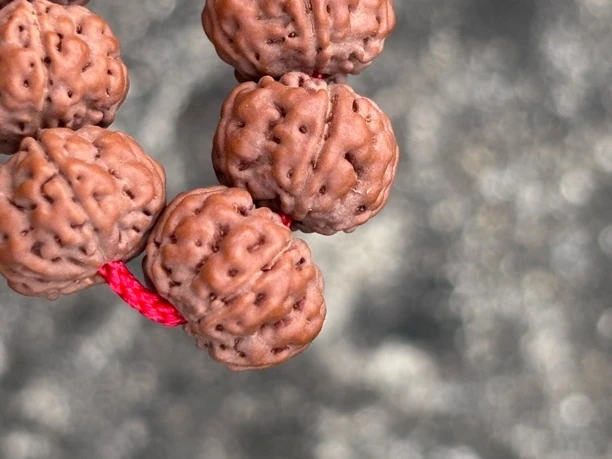 金刚菩提 老树王 单圈爆肉双龙纹男女款