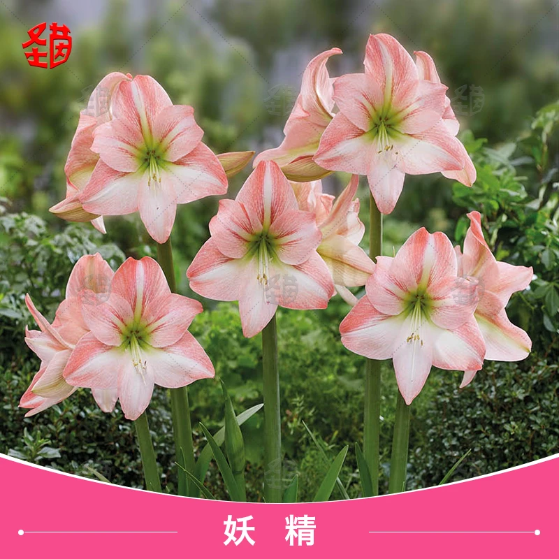 圣茵朱顶红妖精进口品种朱顶红品种四季多年生花卉园艺