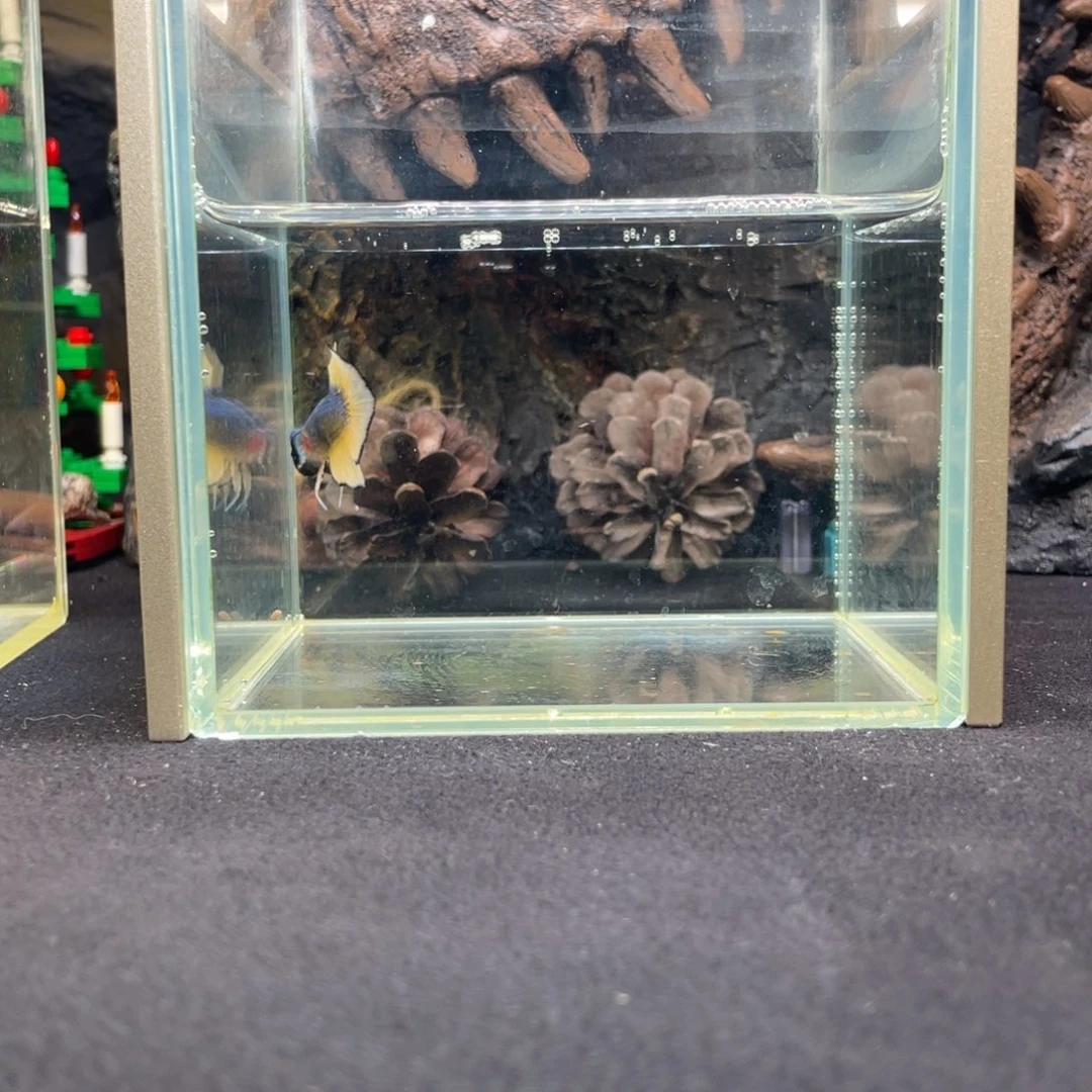 斗鱼竞价一月四日竞价