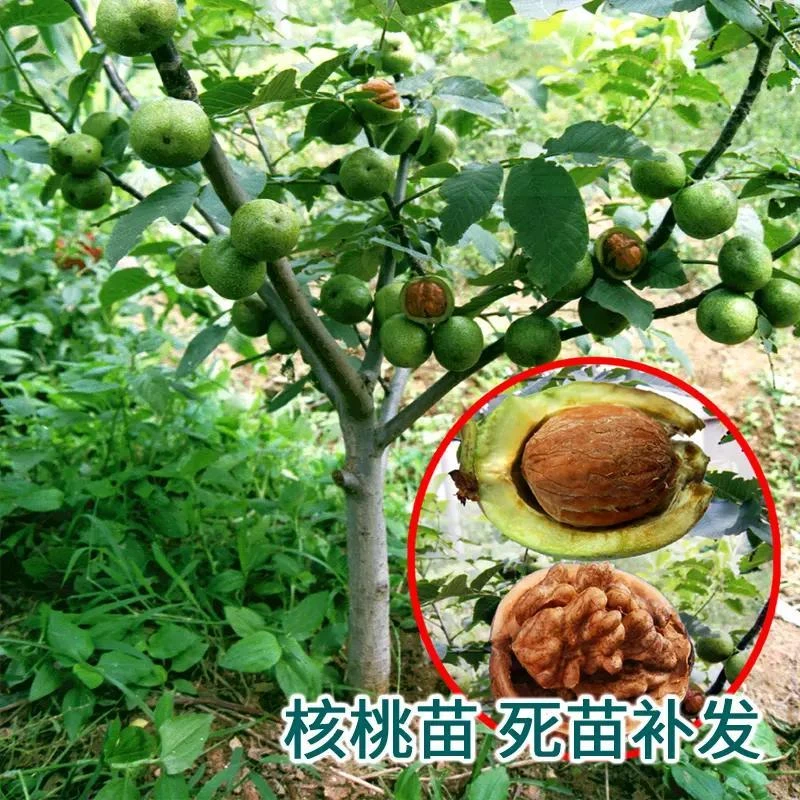 核桃树苗嫁接薄纸皮文玩核桃树幼苗南北方种植特大果树苗当年结果