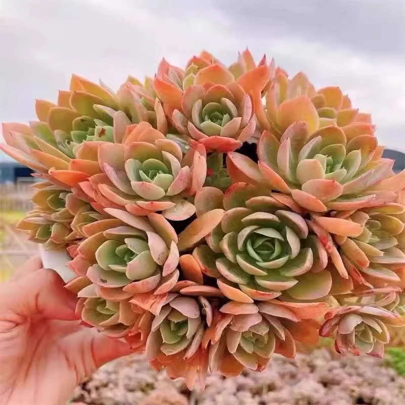 丝绸面纱多肉植物量拍