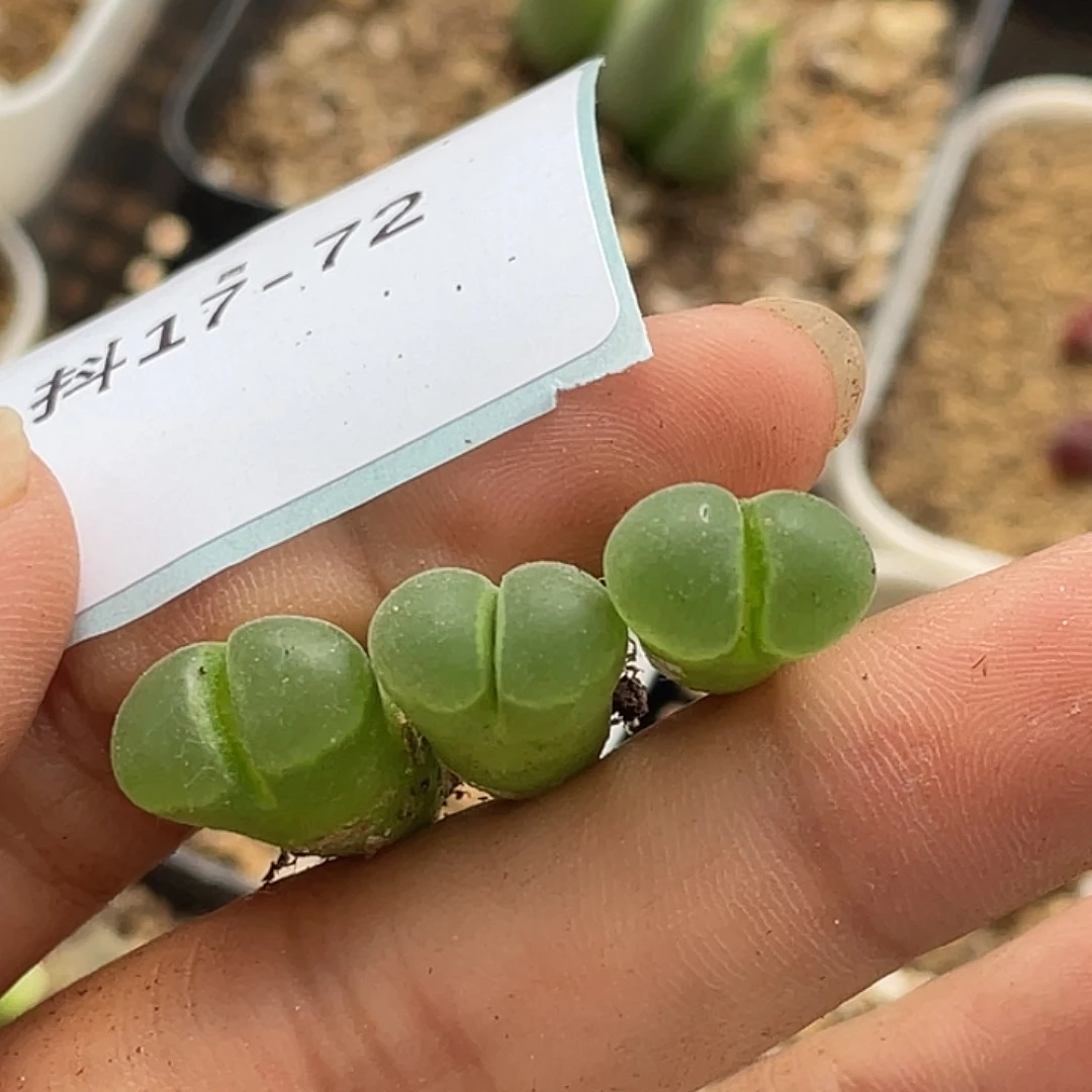 17-72小极窗风铃肉锥