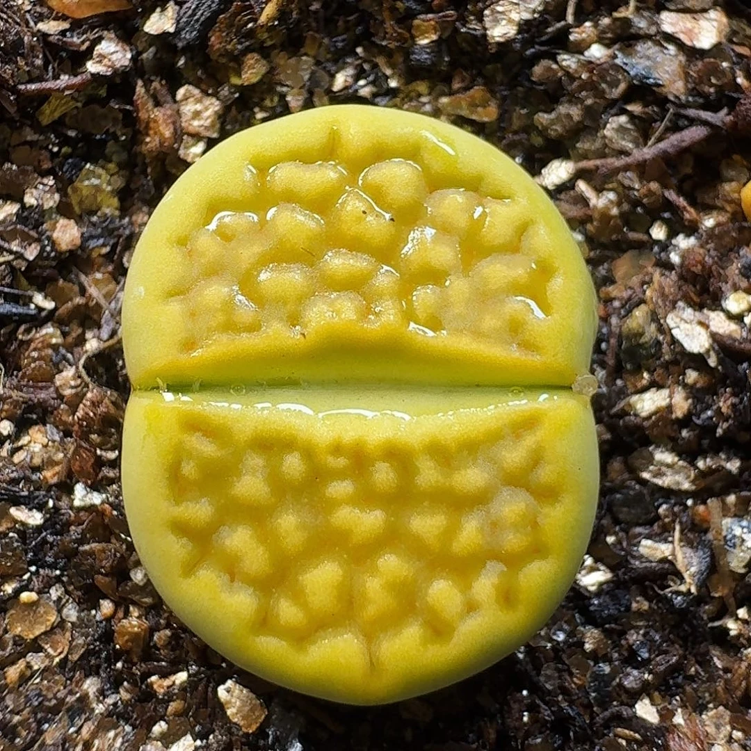 生石花111111。  138