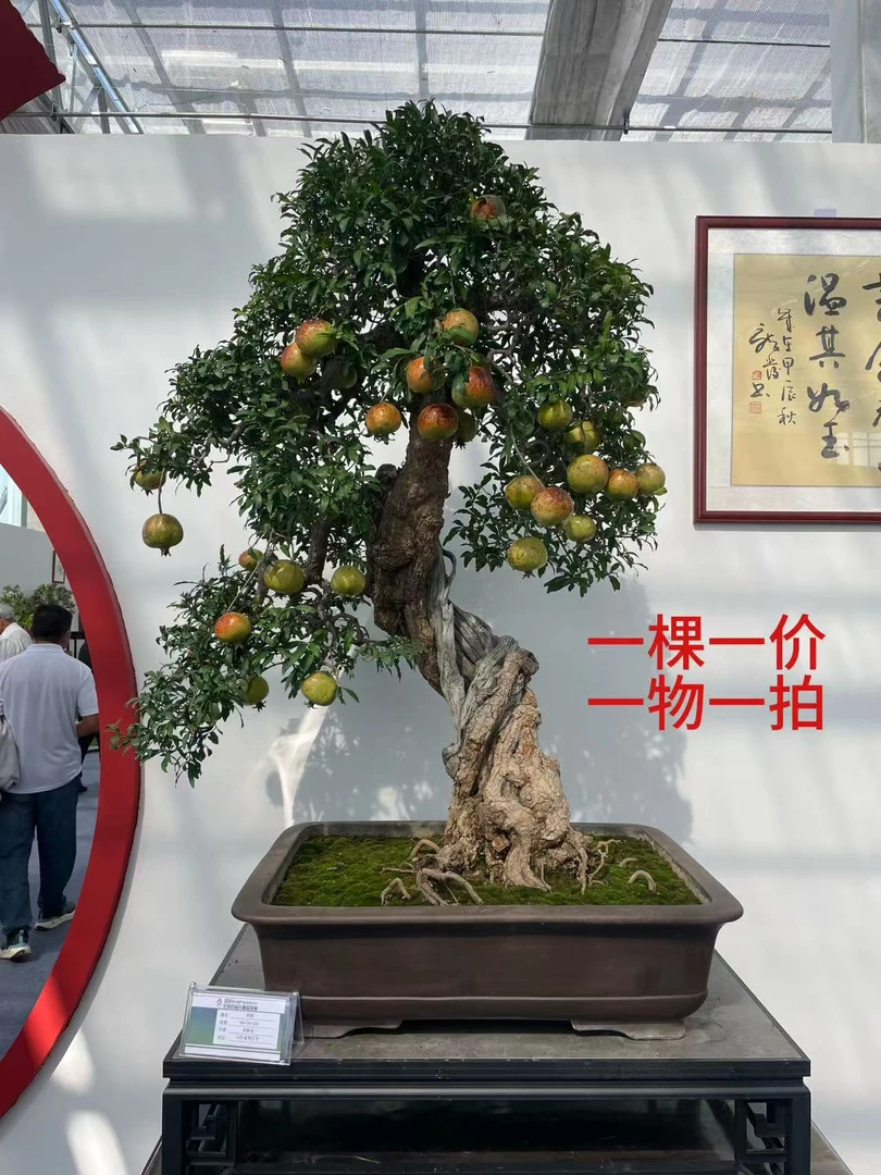 精品石榴盆景，精典石榴园林景观树