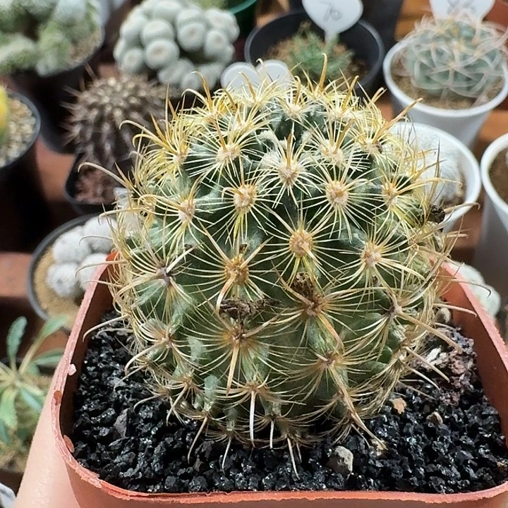 金罗刹仙人球12345