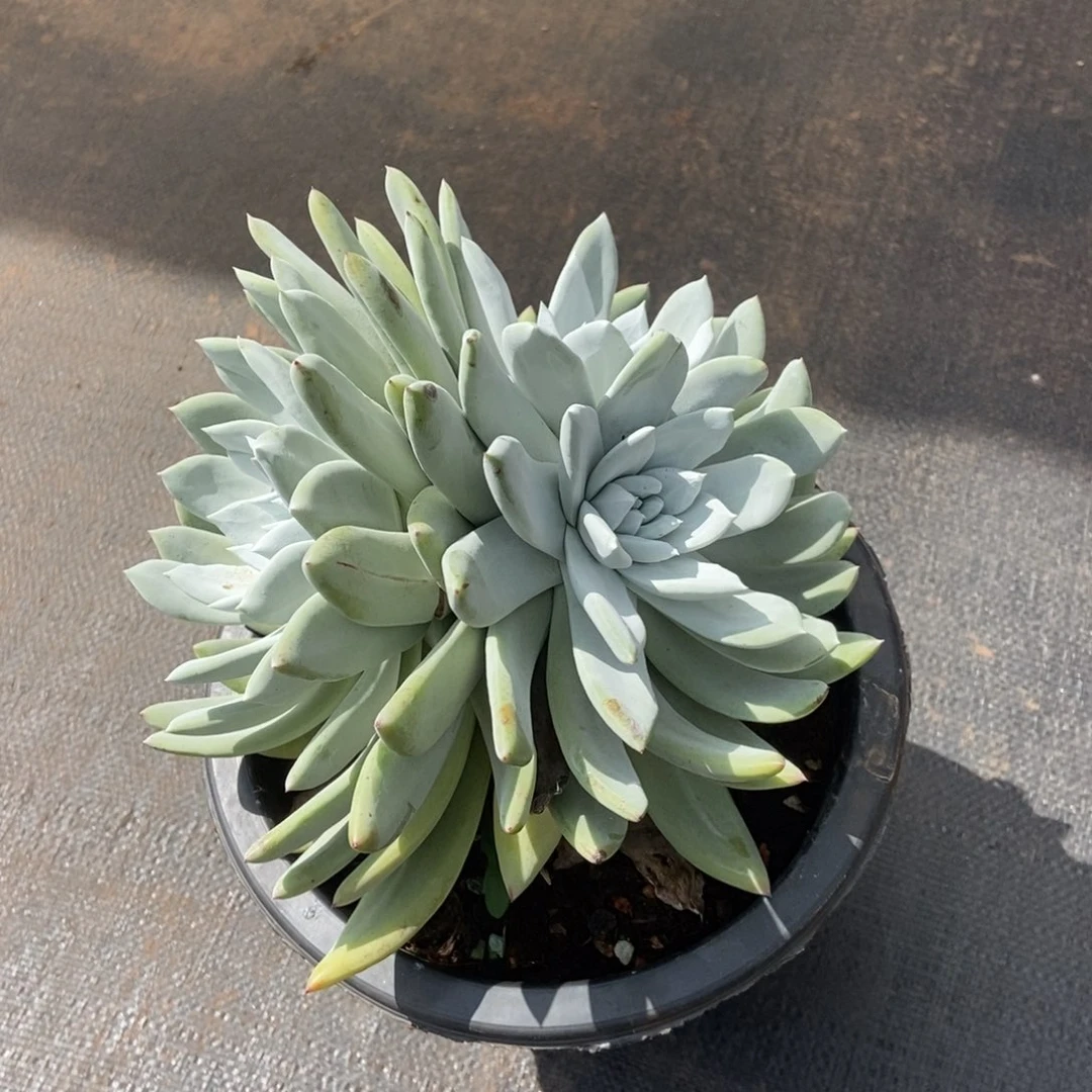 帕翠莎多肉植物啦啦啦