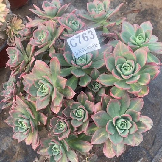 763星辰多肉植物