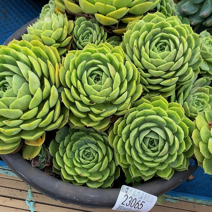 木***木昂斯诺23065多肉多肉率