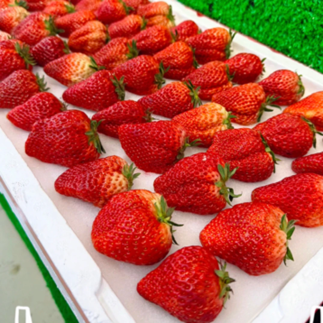 丹东牛奶草莓整板 （约4.3斤）99草莓