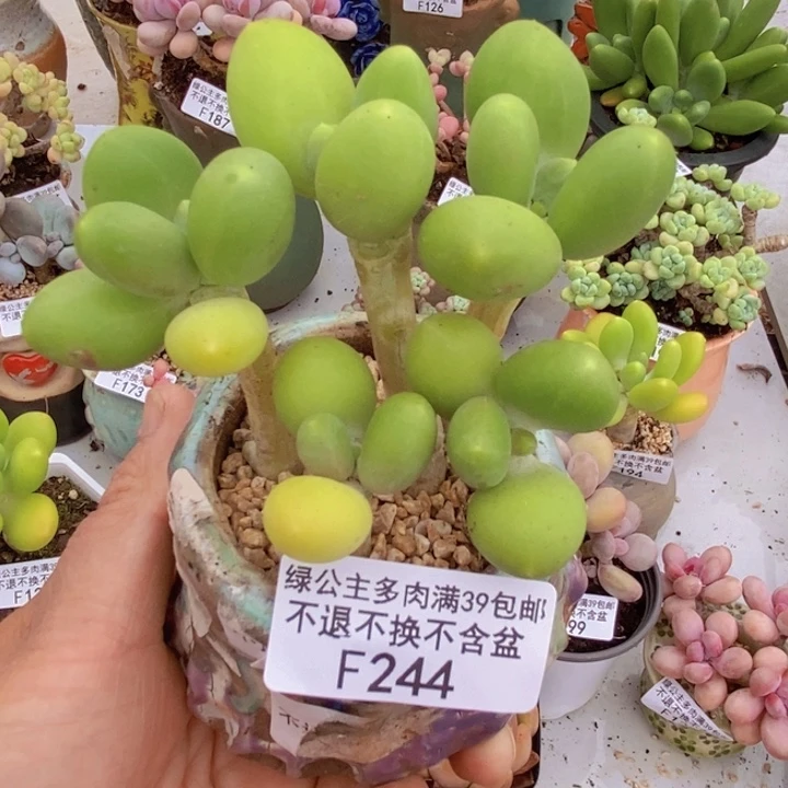芒果奶拼8cm244多肉植物