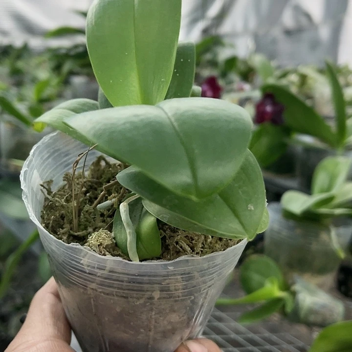 当前无花栽培后可以开花黑莓3.0带剑