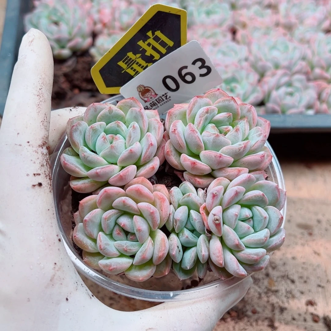 多肉植物多肉植物