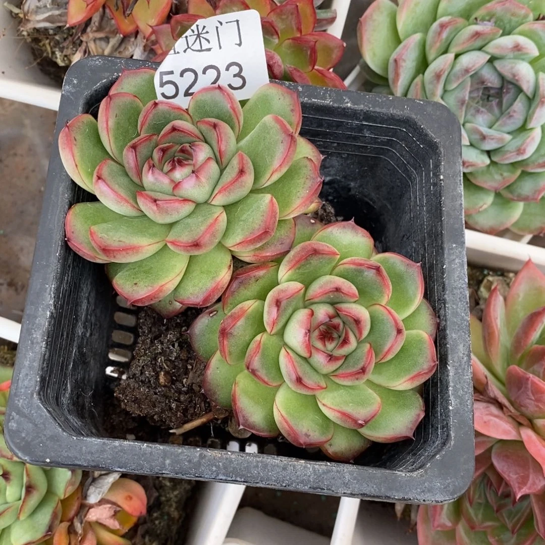 Z***霞不包整散掉头5223~11厘米