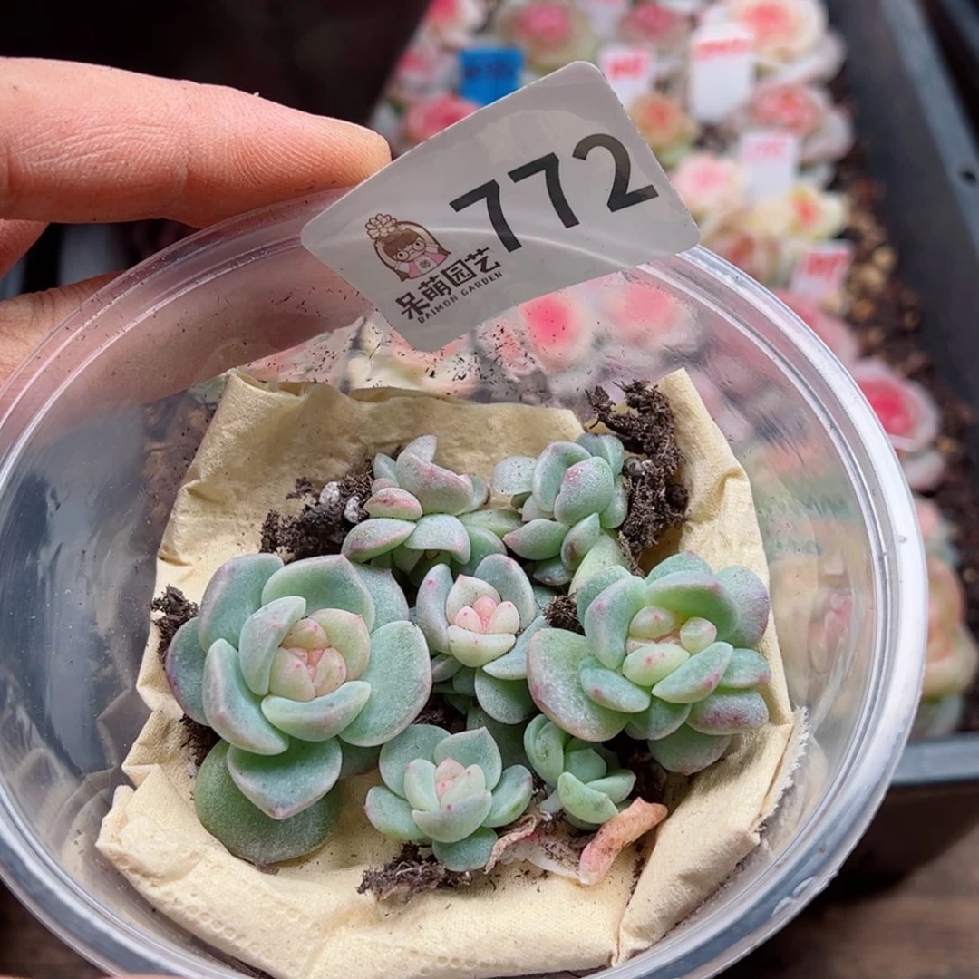 多肉植物多肉植物