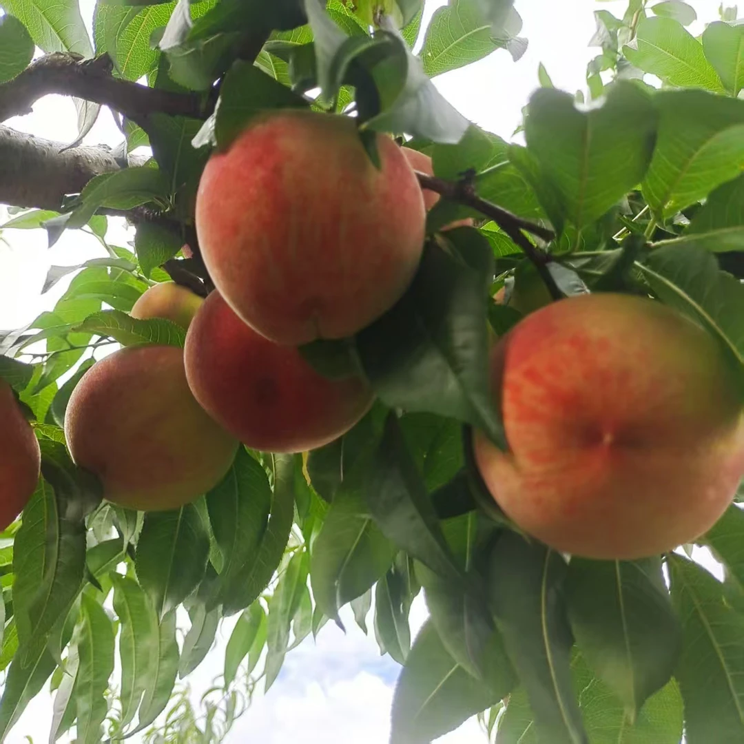 【顺丰到家】礼盒装5斤贵阳永乐艳红桃新鲜发货