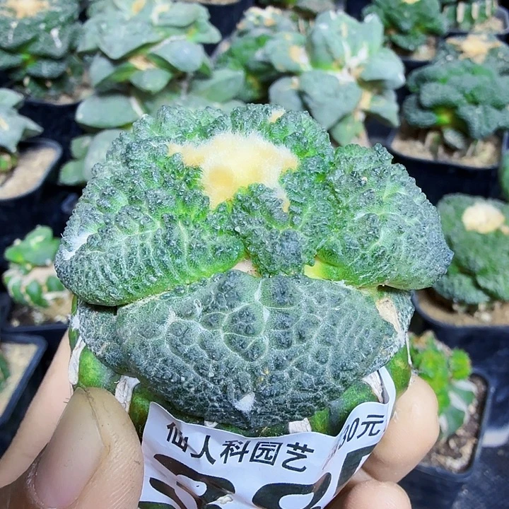 无花朵385大尤哥斯拉