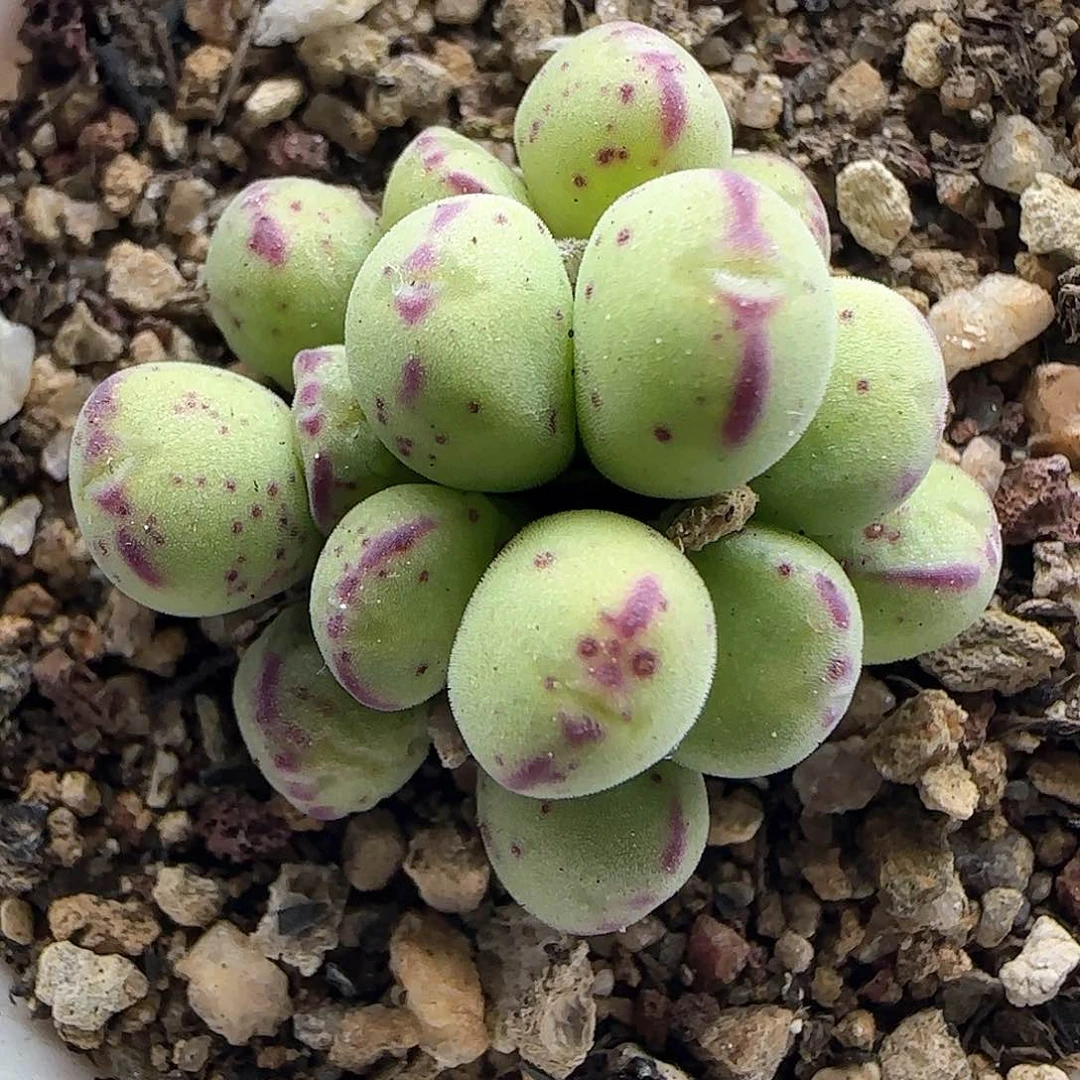 脱土年后发货24023