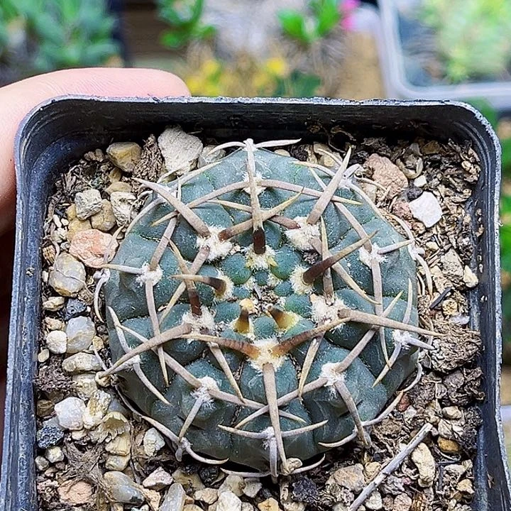 稀有豪刺裸萼实生球一颗