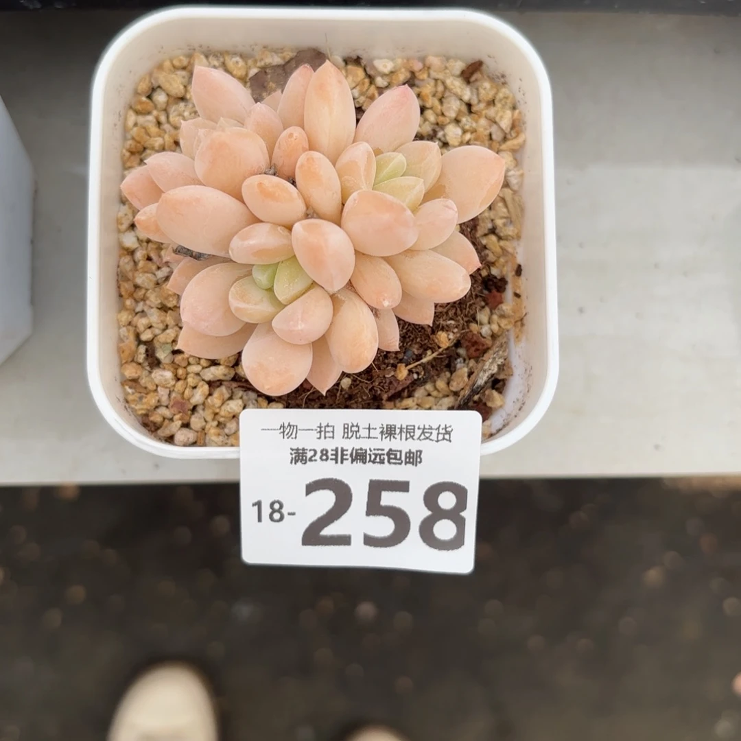 8****?阮玲玉老桩多肉多肉