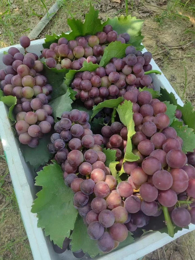 大颗粒巨峰净重5斤江浙沪皖包邮（顺丰或京东）