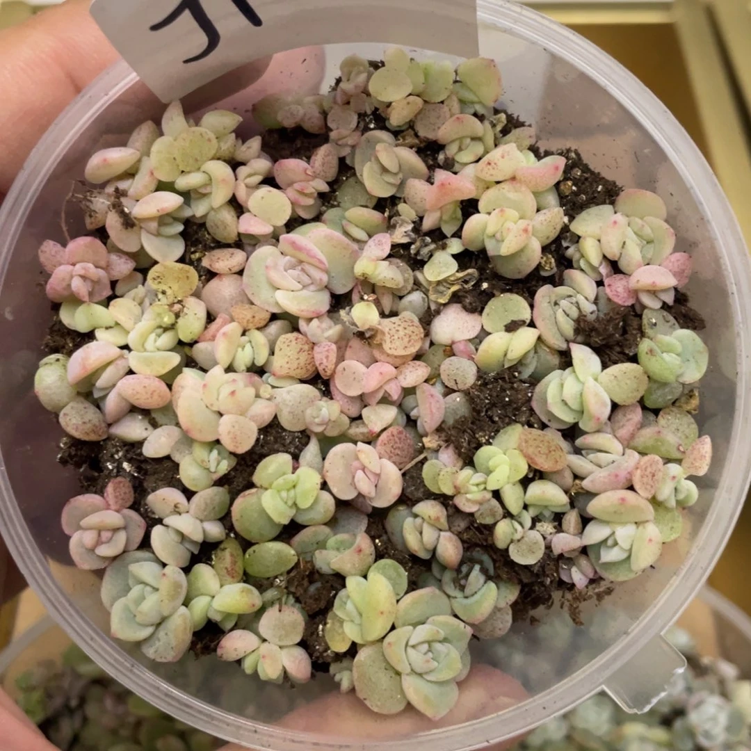 J1吉禄播种切糕苗，白吉杂