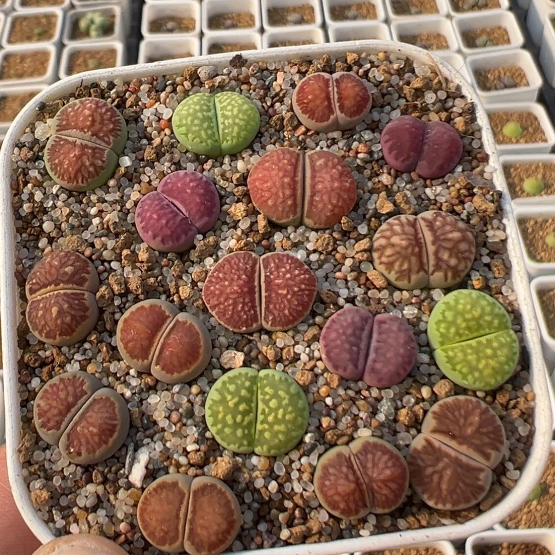 95多肉植物百科植物