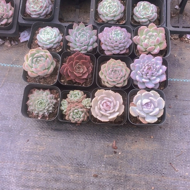一***顺一帆风顺。多肉植物