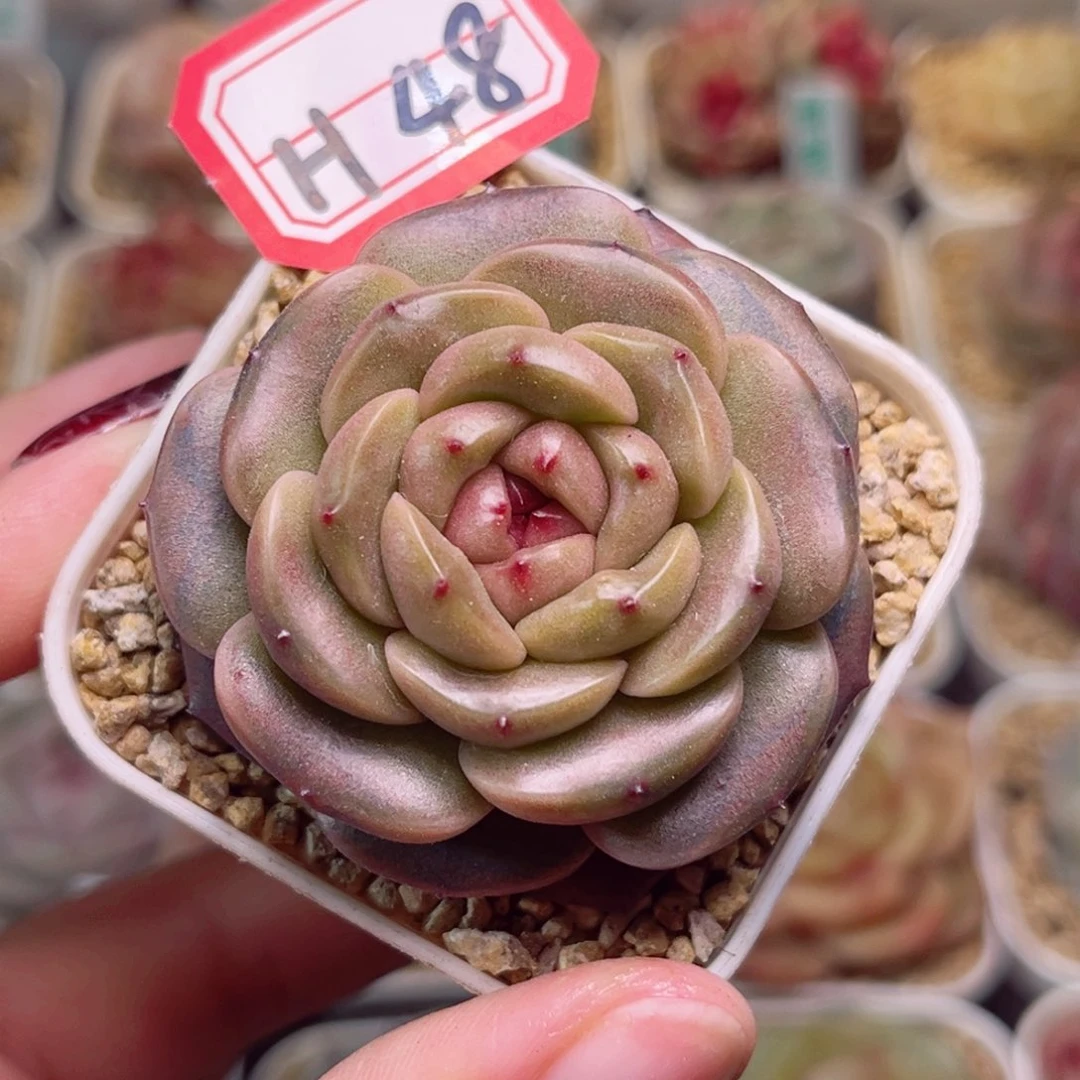 H48一物一拍 巧乐兹