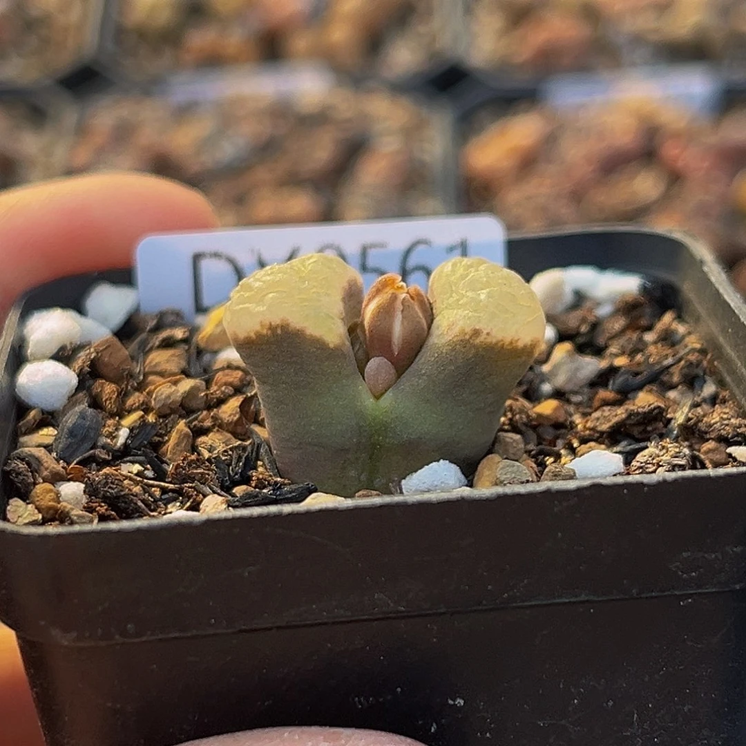 你***。18包邮一物一拍磁铁9561