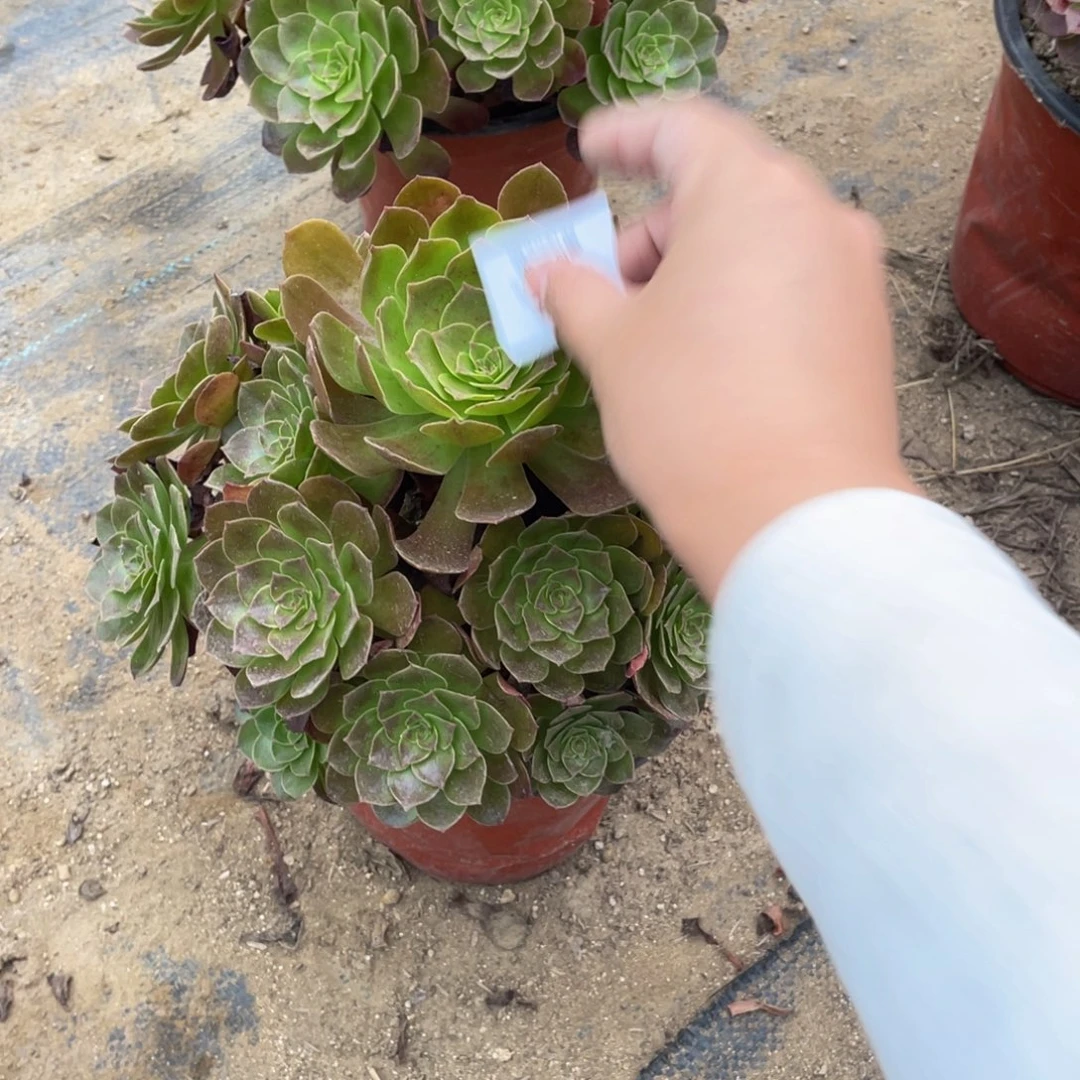 22黑美人法师多肉断枝不包