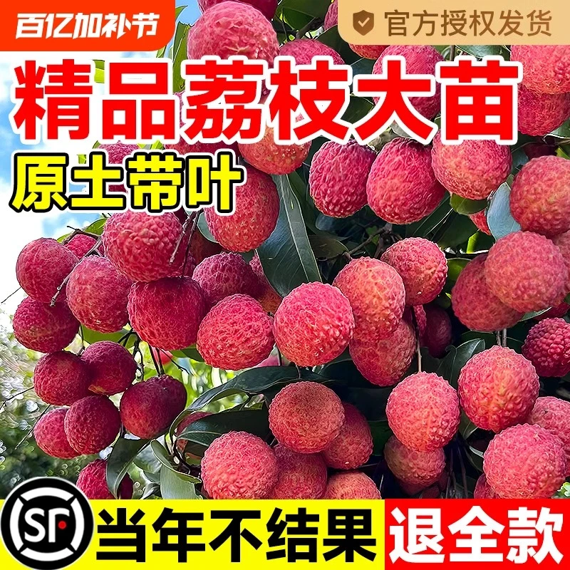 广西嫁接荔枝树苗无核桂味仙进奉妃子笑荔枝树苗盆栽当年结果保活