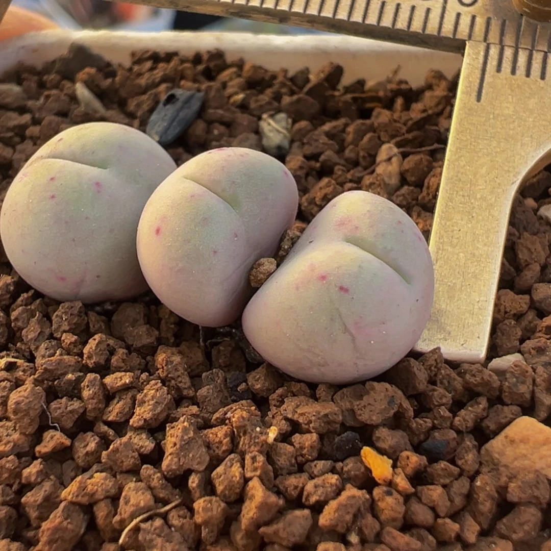 奶油爱心小拳拳群