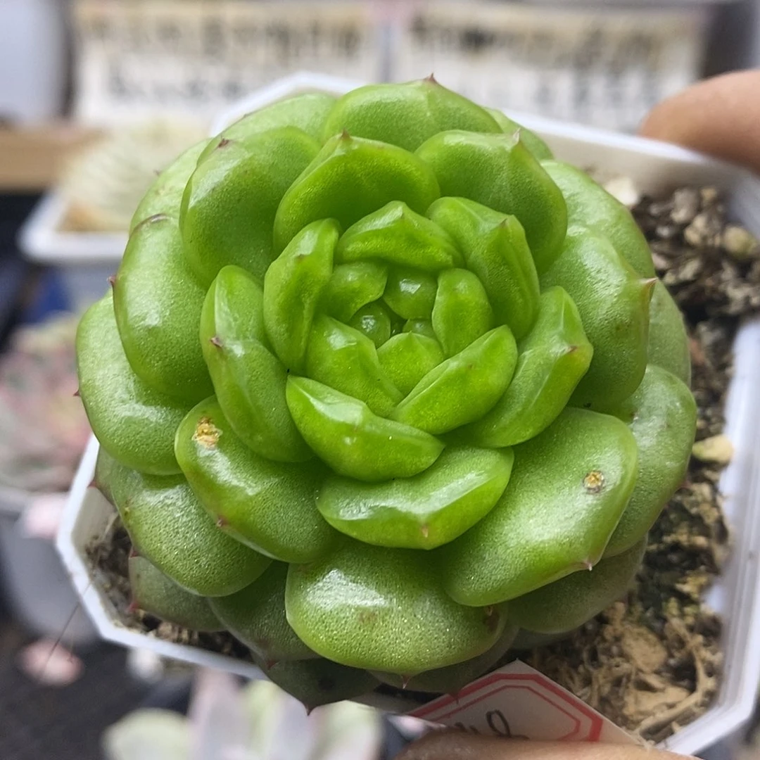 14148 灯泡珍妮多肉