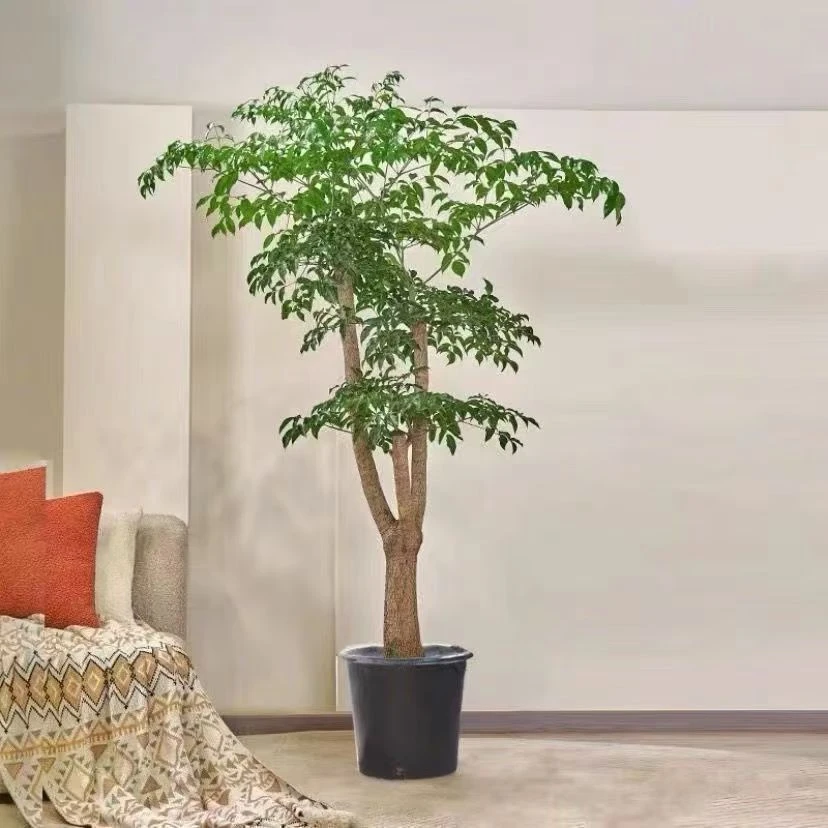 幌伞枫幸福树大型盆栽客厅办公室室内绿植净化空气旺宅好养