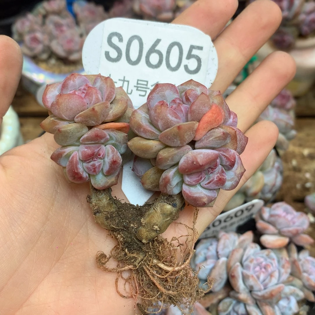 S0605 突尼斯 6.5cm 小树