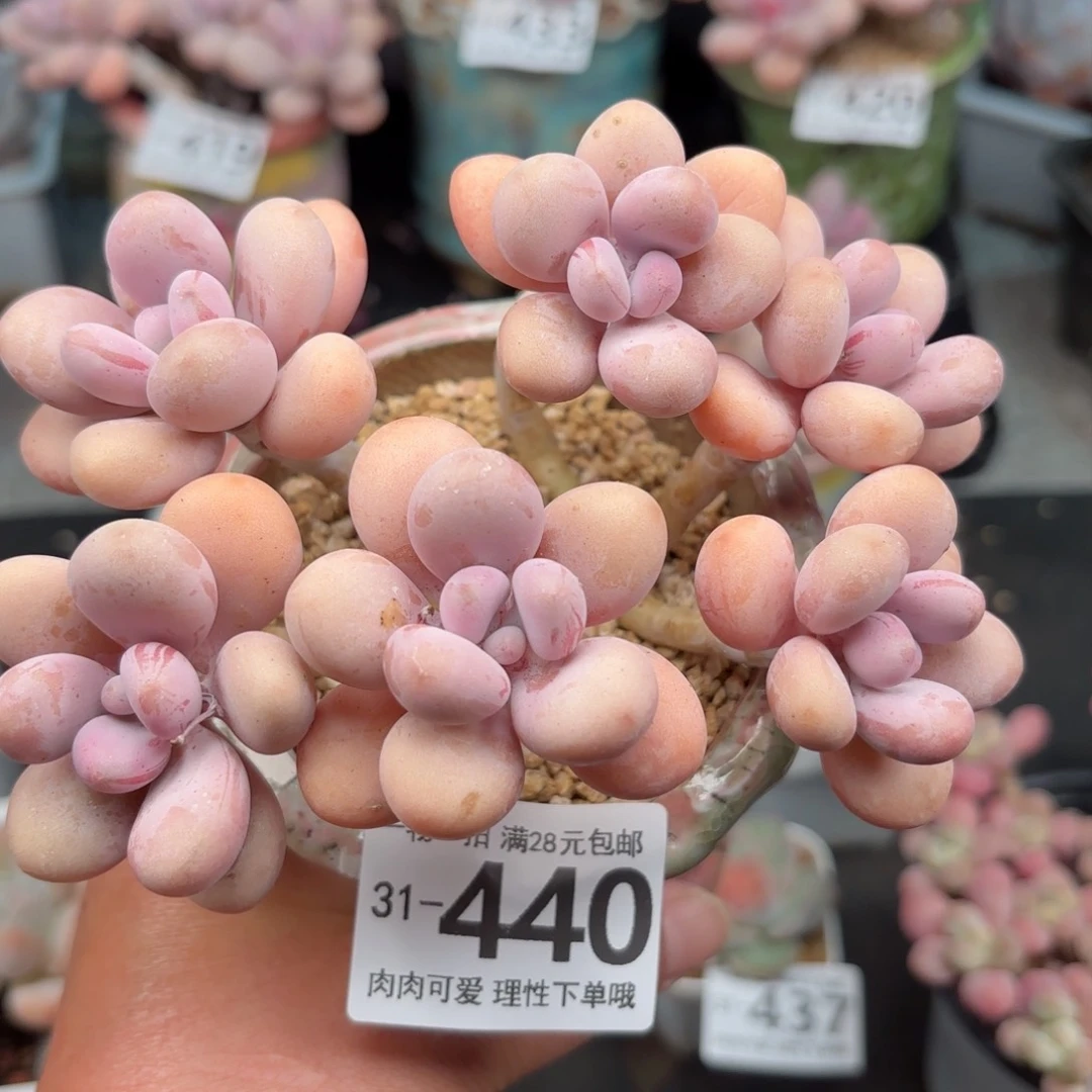 桃蛋6头多肉多肉多