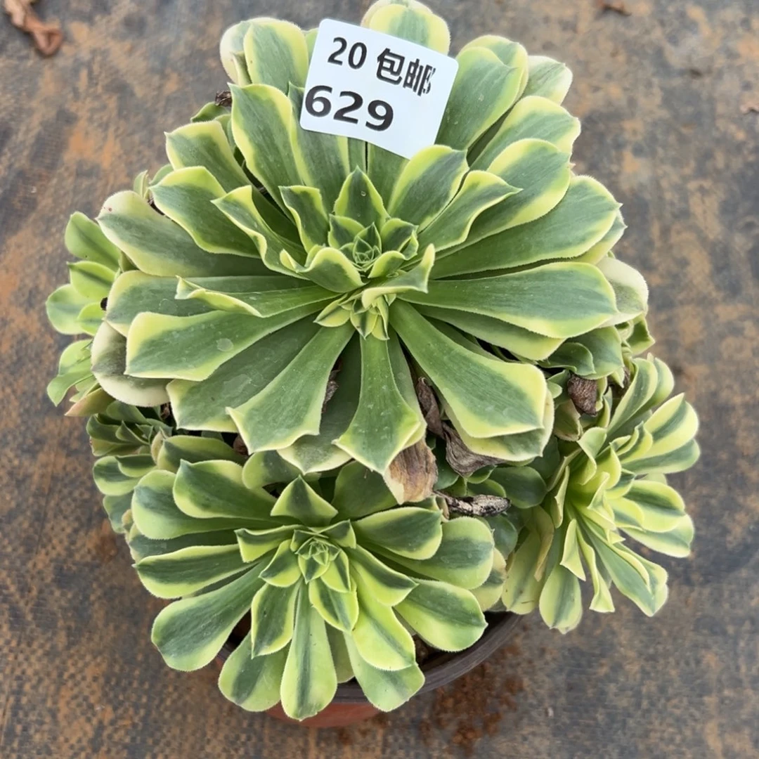 629绿豆沙，满20包邮嘟叮熊